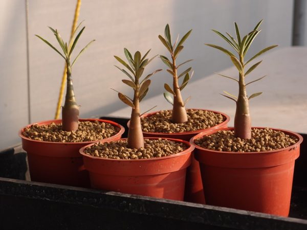 Adenium seedling