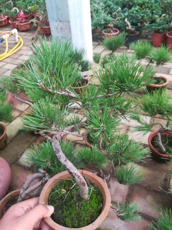 japaniese black pine bonsai