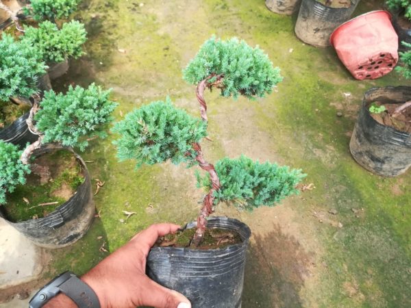 juniper bonsai