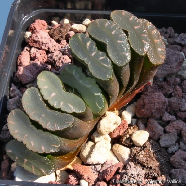 Haworthia_truncata