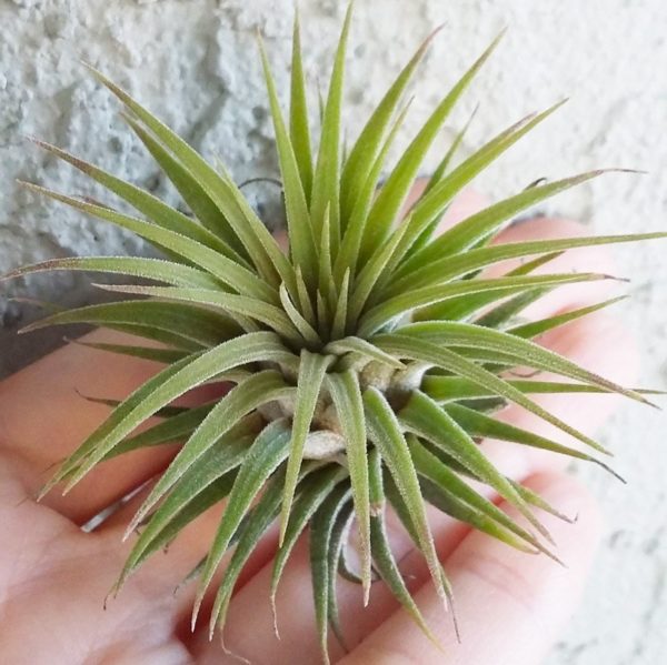 Tillandsia-Ionantha-Rubra-green-air-plant-large