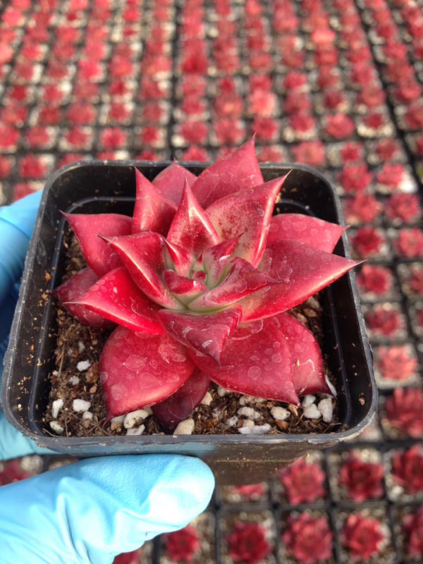 Succulents Echeveria Romeo Rubin medium