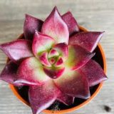 Succulents Echeveria Romeo Rubin medium