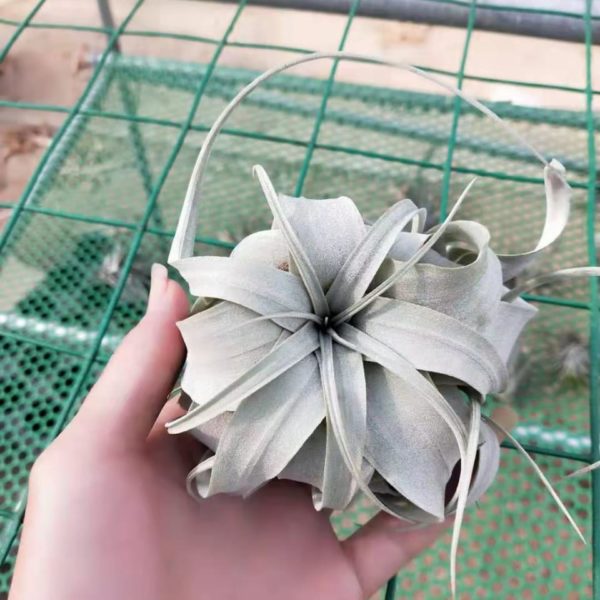 tillansdsia_Xerographica_air_plant