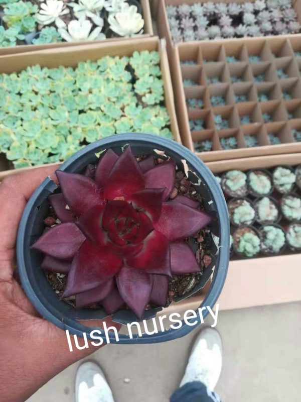 Succulents Echeveria Romeo Rubin