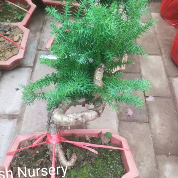 Australian fir bonsai