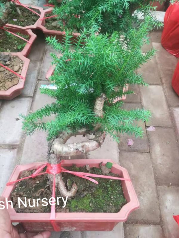 Australian fir bonsai