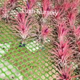 Tillandsia-Ionantha-Rubra-pink-air-Plant-Large