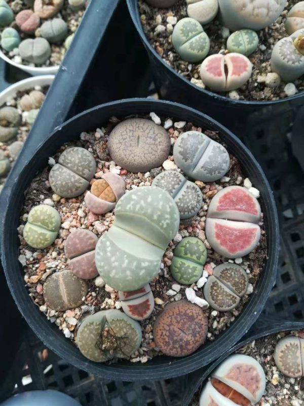 Lithops Pot 03