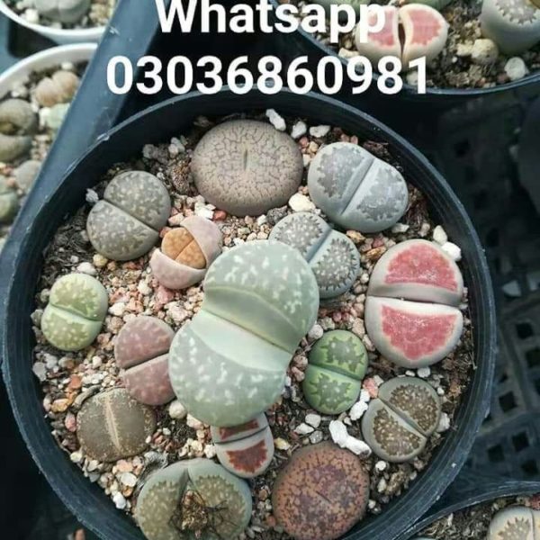 Lithops Pot 03