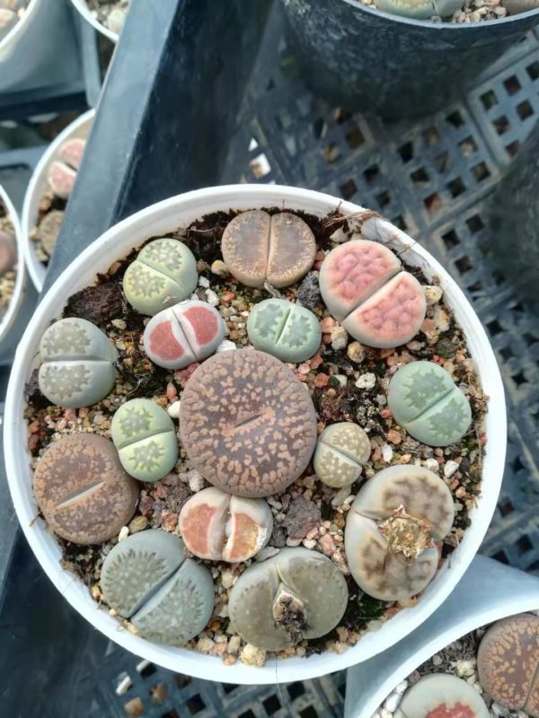 Lithops Pot 04