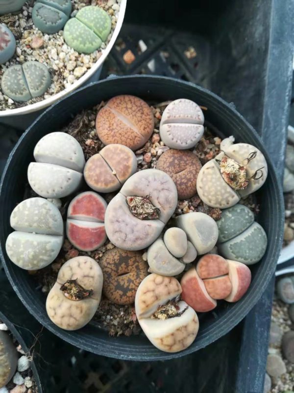 Lithops Pot 06