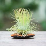 Tillandsia Andreana Air Plant