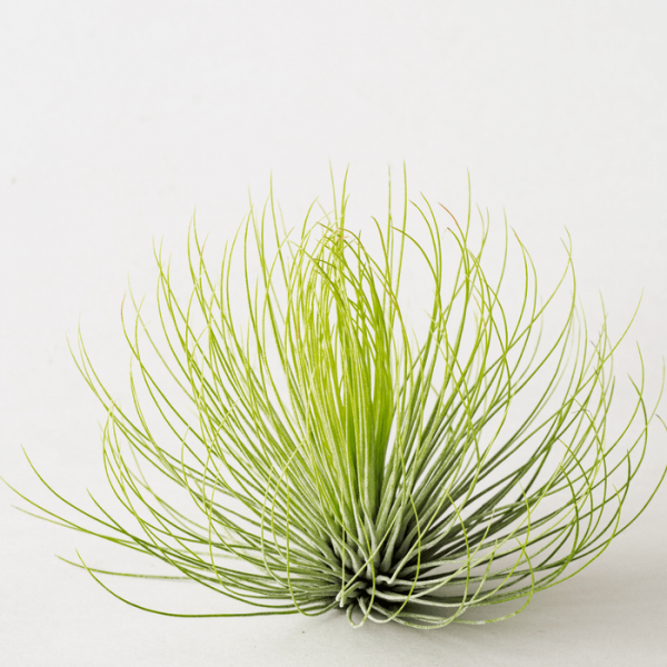 Tillandsia Andreana Air Plant