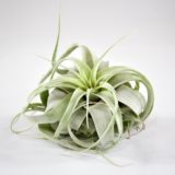 tillansdsia_Xerographica_air_plant