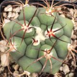 Gymnocalycium-pflanzii