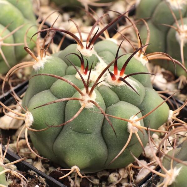 Gymnocalycium-pflanzii